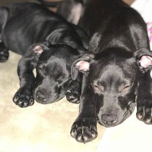 Meet your Posher, Eddie